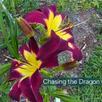 Chasing the Dragon thumbnail
