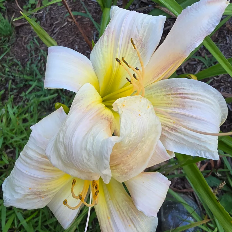 Dance of the Fairies from PlantFancyGardens, LLC