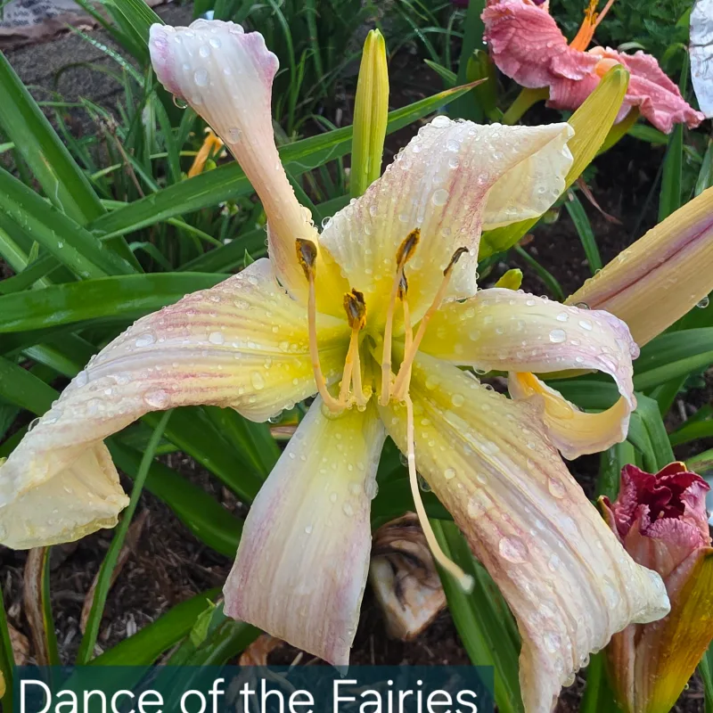 Dance of the Fairies