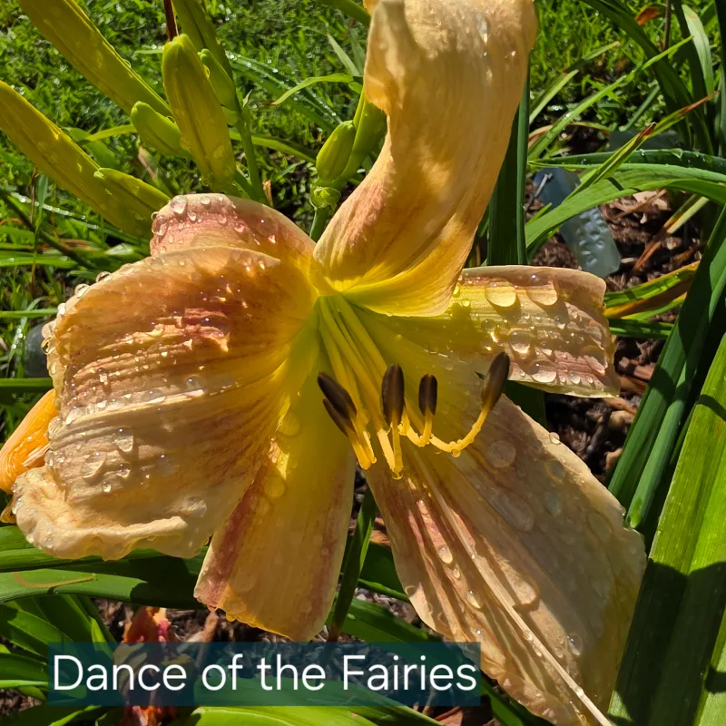 Dance of the Fairies