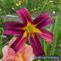 Artificial Evolution thumbnail