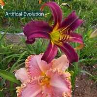 Artificial Evolution thumbnail