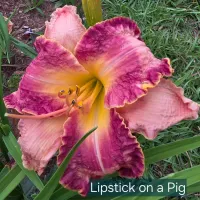 Lipstick on a Pig thumbnail