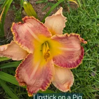 Lipstick on a Pig thumbnail