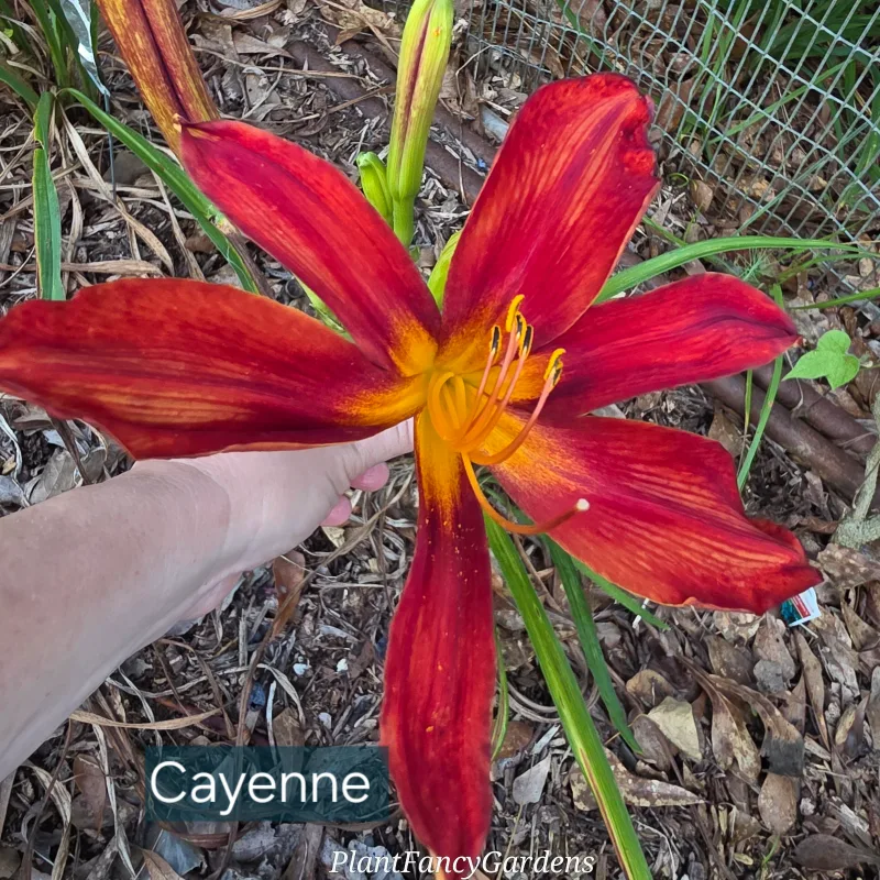 Cayenne