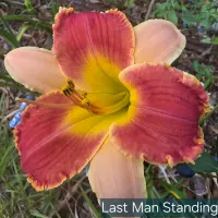 Last Man Standing thumbnail
