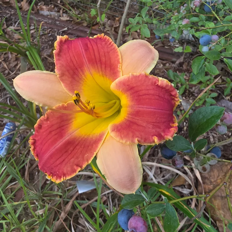 Last Man Standing from PlantFancyGardens, LLC
