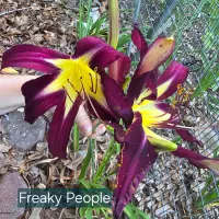 Freaky People thumbnail