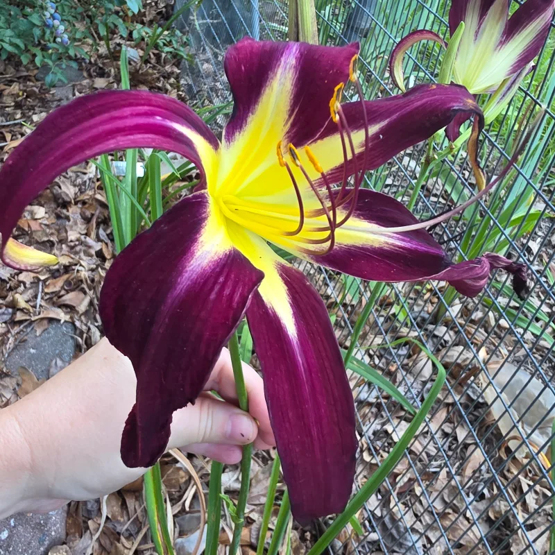 Freaky People from PlantFancyGardens, LLC