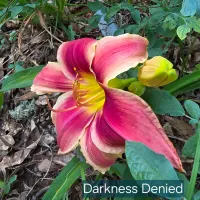 Darkness Denied thumbnail