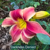 Darkness Denied thumbnail