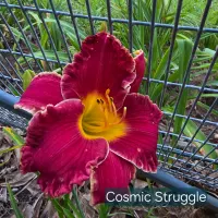 Cosmic Struggle catalog image