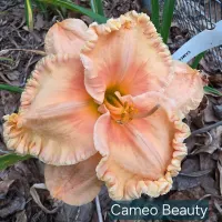 Cameo Beauty thumbnail