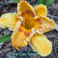 She Can Tango thumbnail