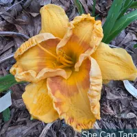 She Can Tango thumbnail