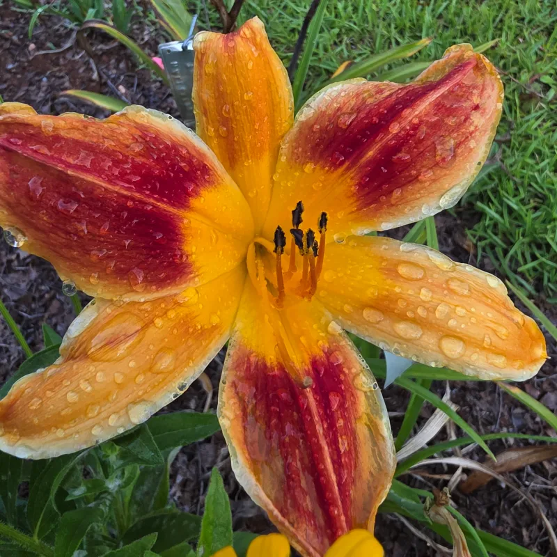 Burning Ring of Fire from PlantFancyGardens, LLC