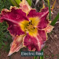 Electric Red catalog image