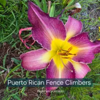 Puerto Rican Fence Climbers catalog image