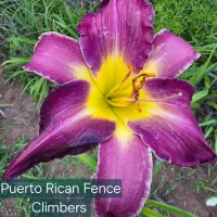 Puerto Rican Fence Climbers catalog image