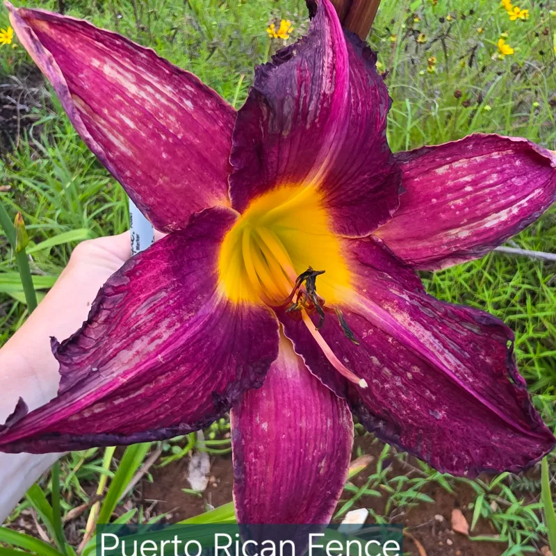 Puerto Rican Fence Climbers daylily bloom