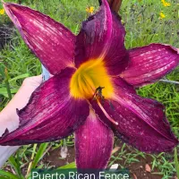 Puerto Rican Fence Climbers thumbnail