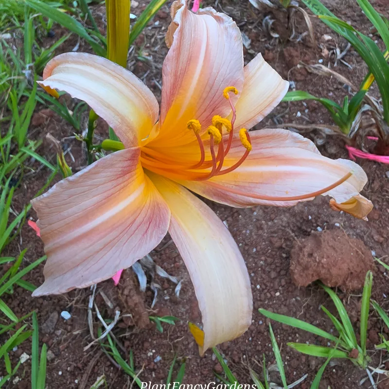 Salusa from PlantFancyGardens, LLC