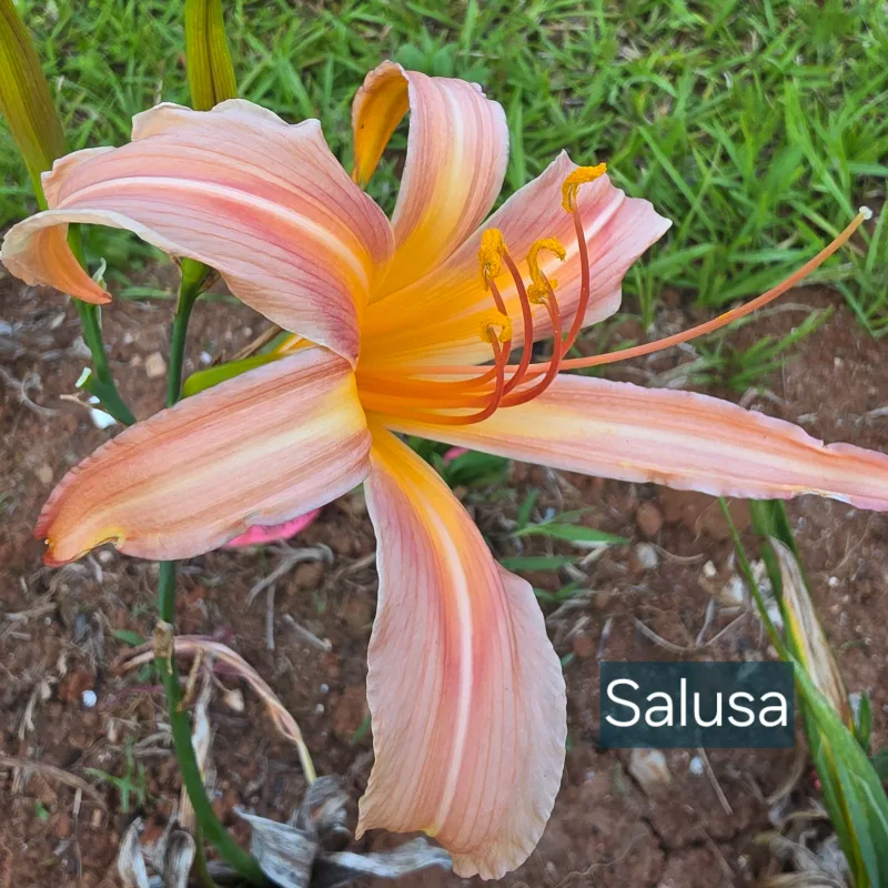 Salusa from PlantFancyGardens, LLC