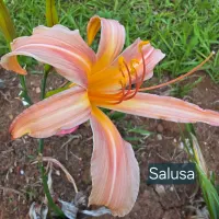 Salusa catalog image