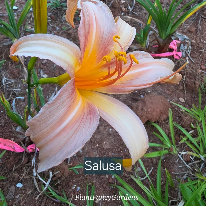 Salusa from PlantFancyGardens, LLC