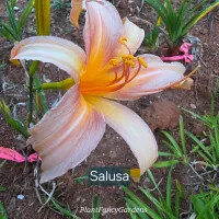Salusa catalog image