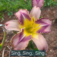 Sing, Sing, Sing catalog image