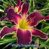 Virgil's Suspenders catalog image