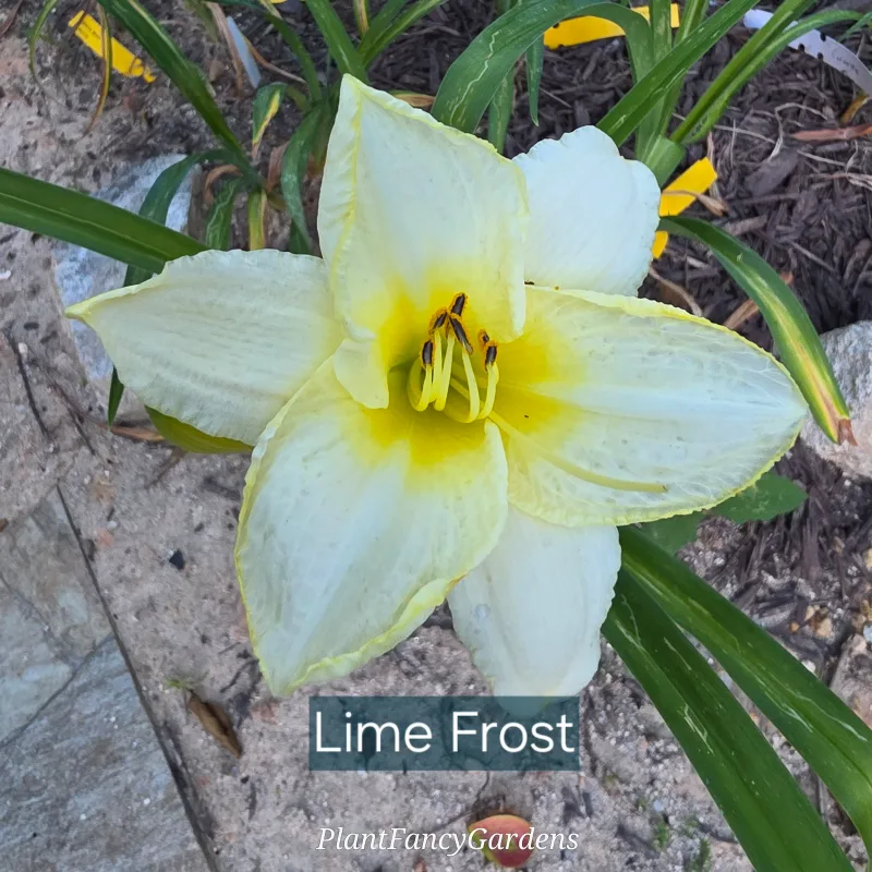 Lime Frost catalog image