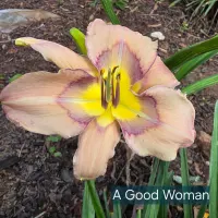 A Good Woman catalog image
