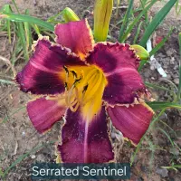 Serrated Sentinel catalog image