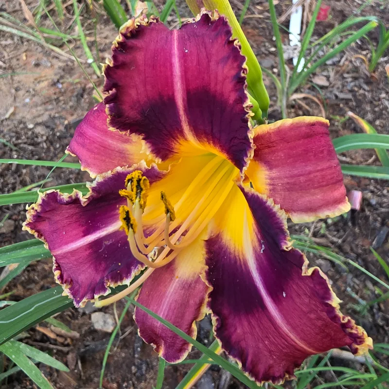 Serrated Sentinel from PlantFancyGardens, LLC