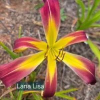 Lana Lisa catalog image