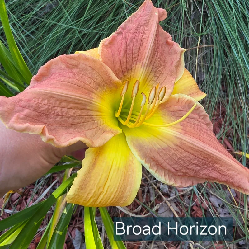 Broad Horizon from PlantFancyGardens, LLC