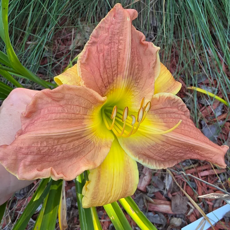 Broad Horizon from PlantFancyGardens, LLC