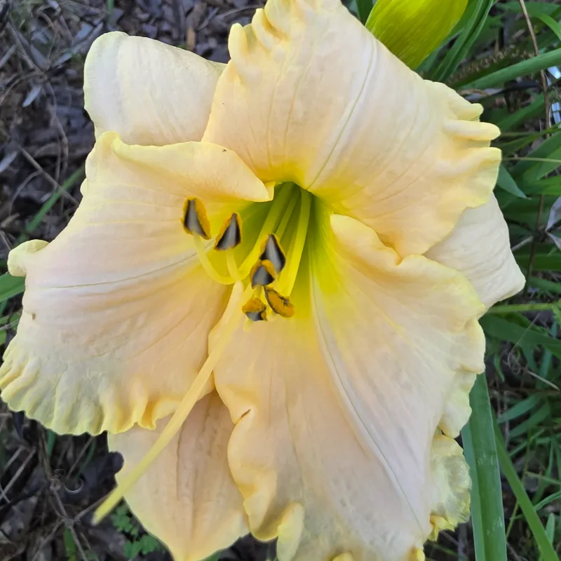 Cliffs of Dover from PlantFancyGardens, LLC