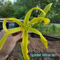 Spider Miracle thumbnail