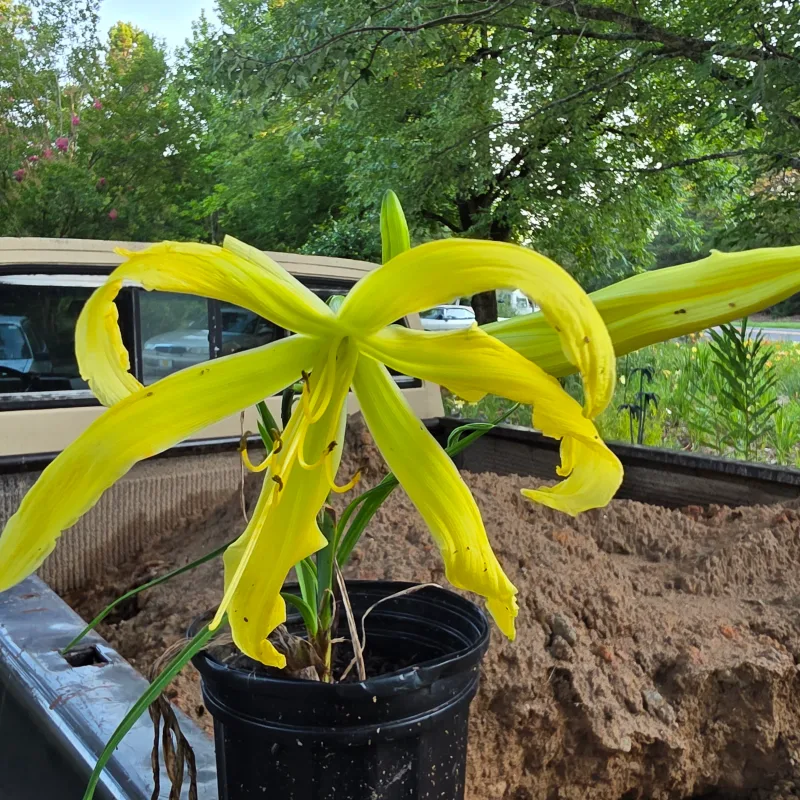 Spider Miracle from PlantFancyGardens, LLC