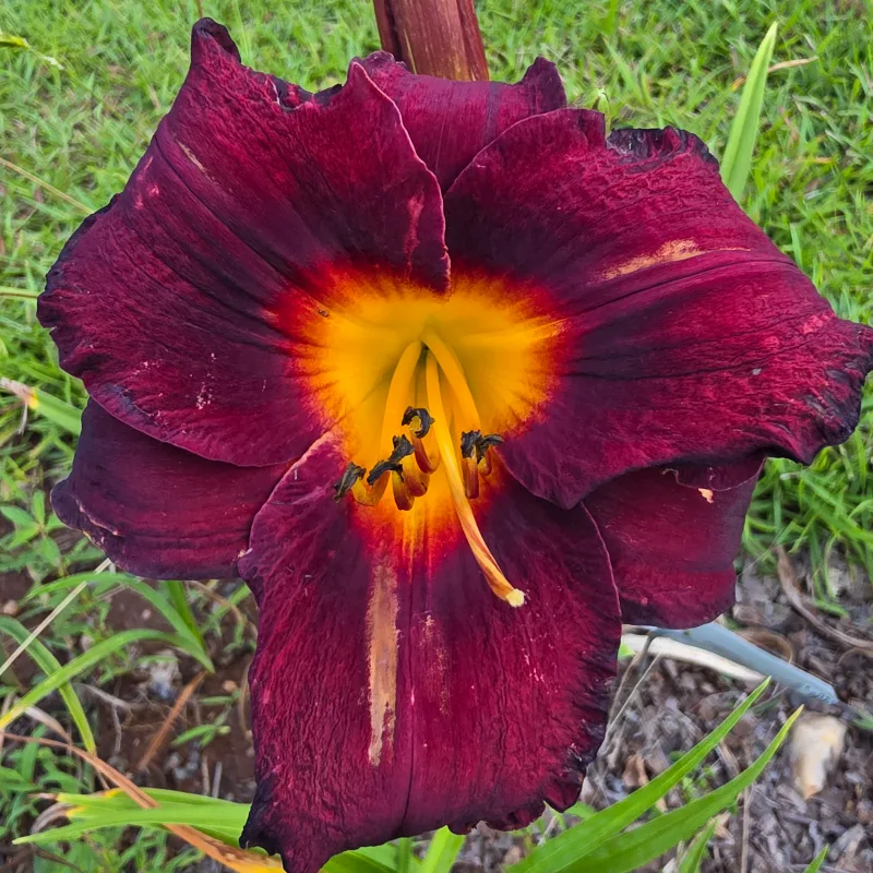 Ten to Midnight from PlantFancyGardens, LLC