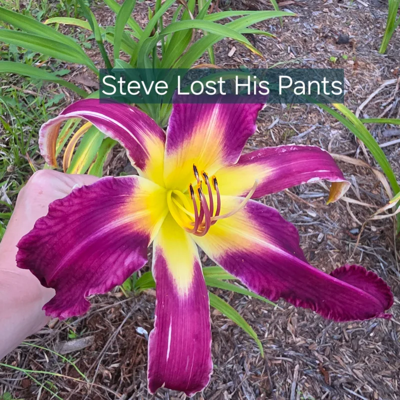 Steve's Lost His Pants from PlantFancyGardens, LLC