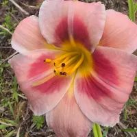 Bahama Pink Sky thumbnail