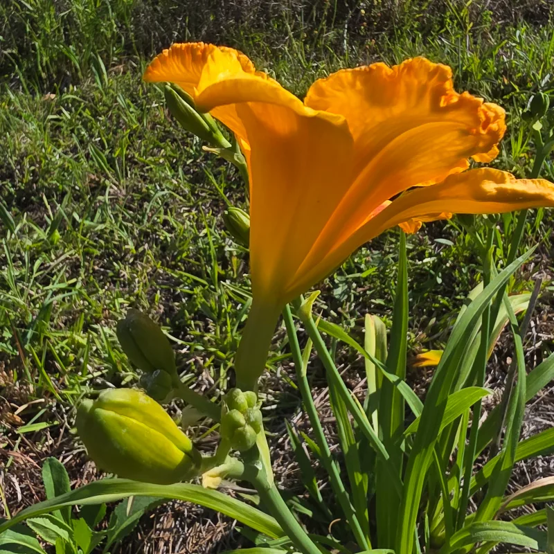 Oktoberfest from PlantFancyGardens, LLC