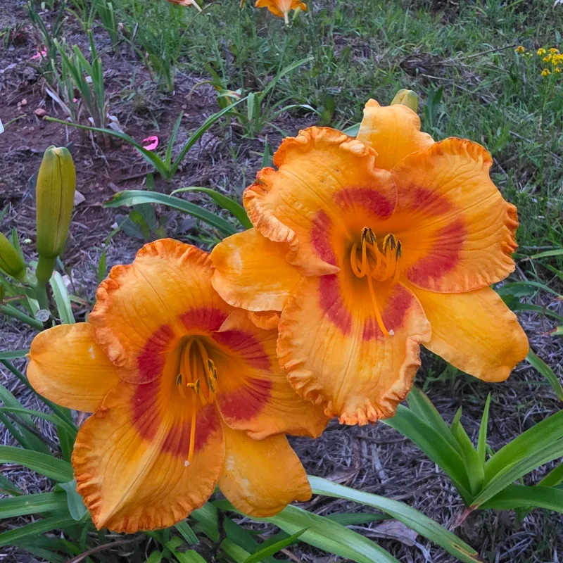 Oktoberfest from PlantFancyGardens, LLC