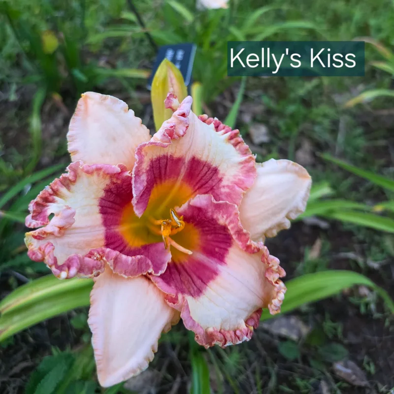 Kelly's Kiss from PlantFancyGardens, LLC