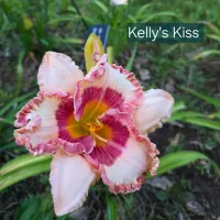 Kelly's Kiss thumbnail