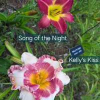 Kelly's Kiss thumbnail